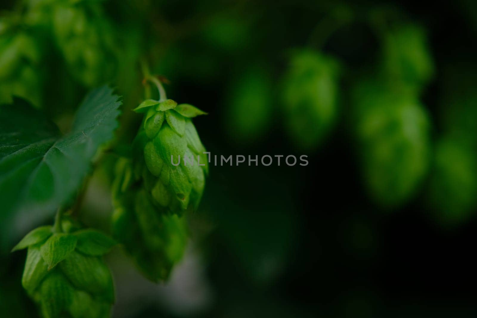 Green hop cones on plantation in sunlight rays, with shallow depth of field. Ingredient for brewery. Oktoberfest background. Space for copy