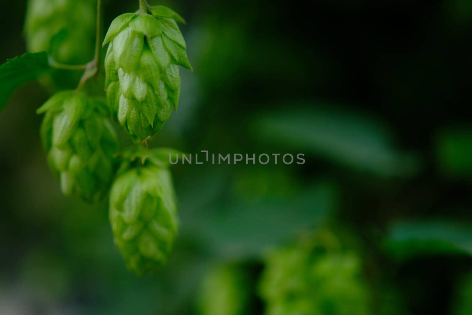 Green hop cones on plantation in sunlight rays, with shallow depth of field. Ingredient for brewery. Oktoberfest background. Space for copy