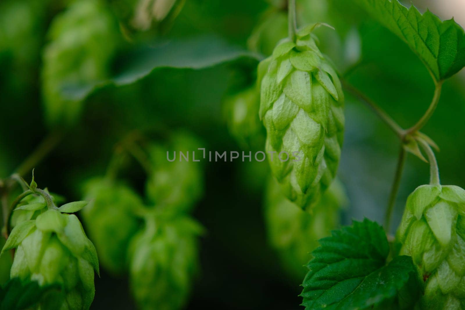 Green hop cones on plantation in sunlight rays, with shallow depth of field. Ingredient for brewery. Oktoberfest background. Space for copy