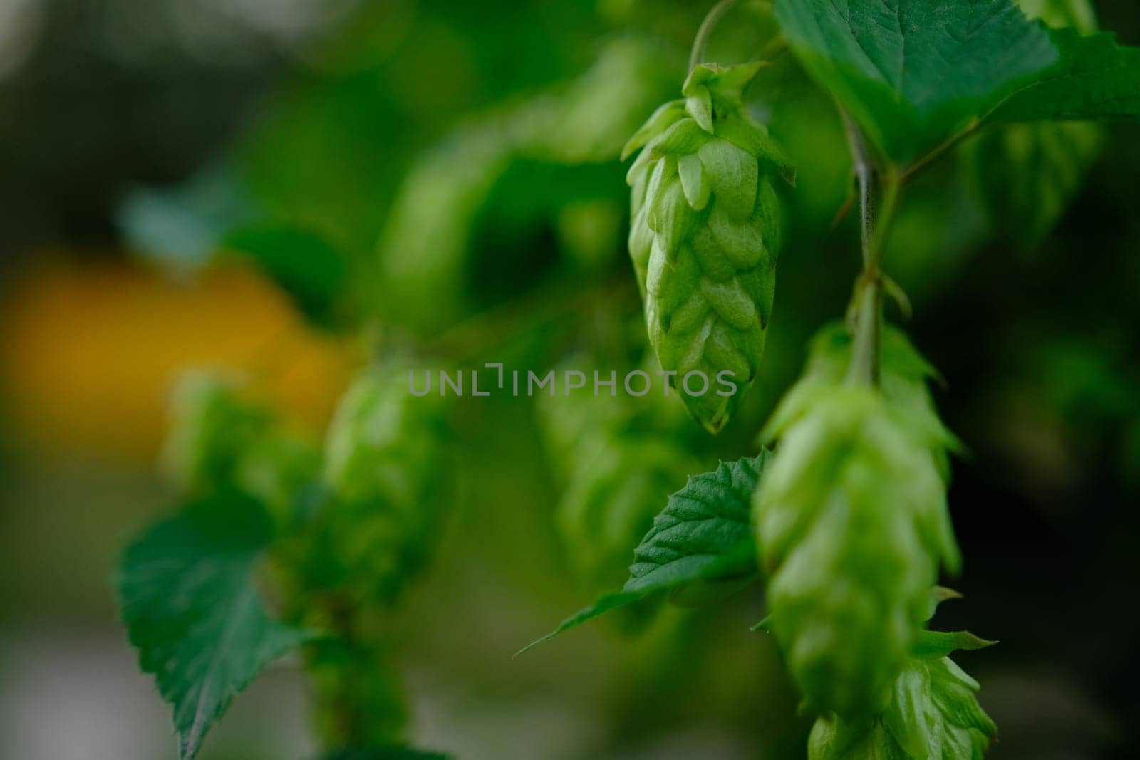 Green hop cones on plantation in sunlight rays, with shallow depth of field. Ingredient for brewery. Oktoberfest background. Space for copy
