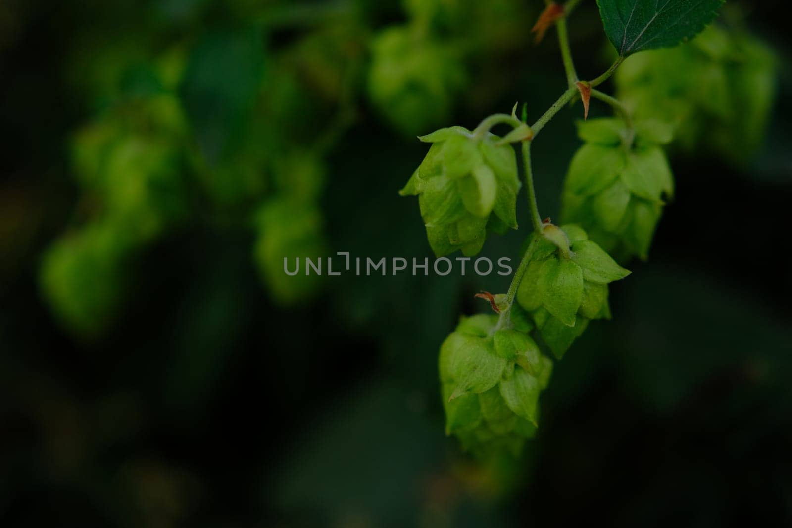 Green hop cones on plantation in sunlight rays, with shallow depth of field. Ingredient for brewery. Oktoberfest background. Space for copy