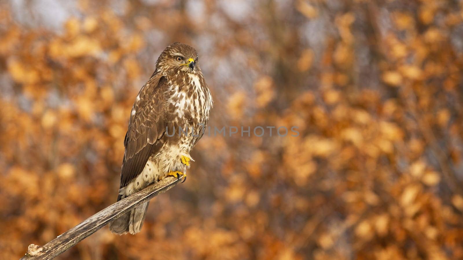 Common buzzard, buteo buteo, sitting on a branch with orange autumn leaves in background. Bird of prey with brown and white feathers resting on a perch from side view with copy space
