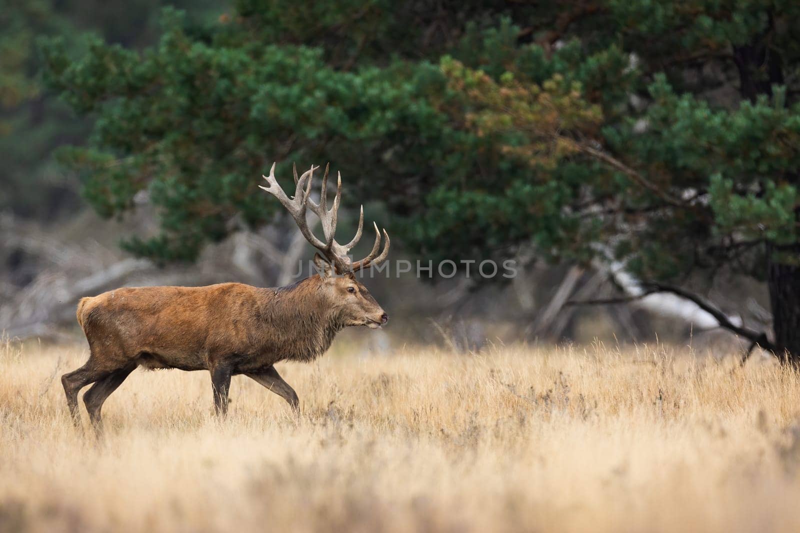 Red deer, cervus elaphus, moving on glade in Netheralnds national park. Antlered stag walking on dry grass in autumn. Brown mammal going on meadow in fall.