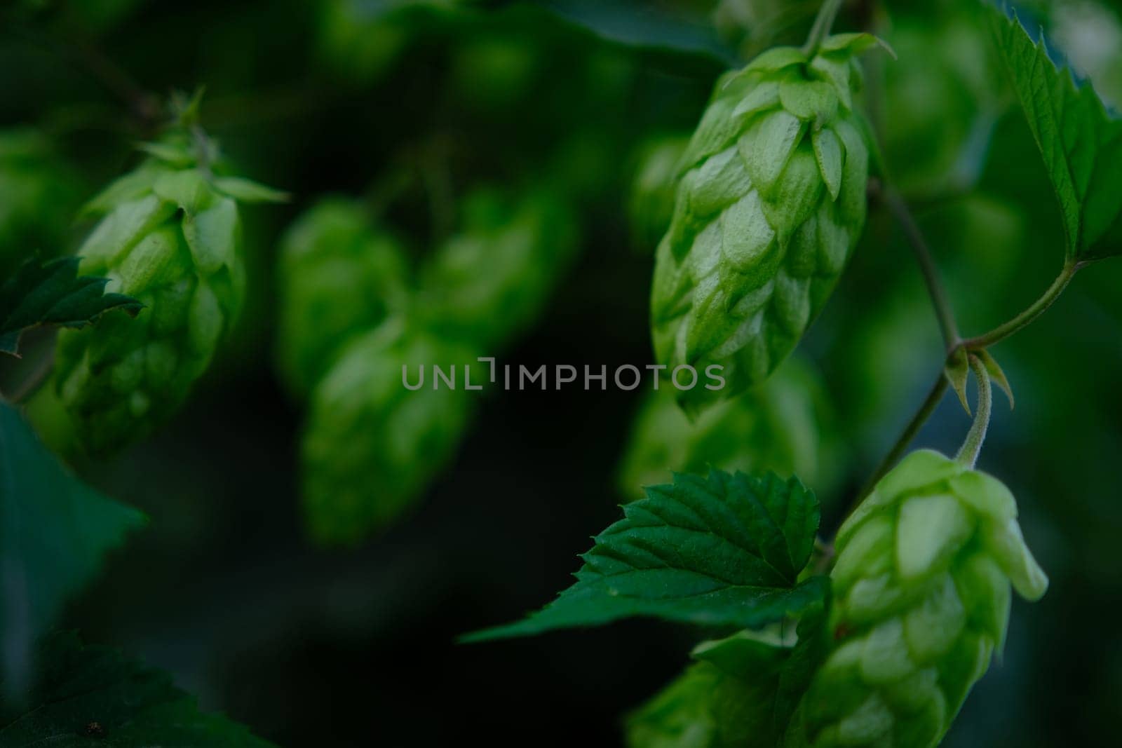 Green hop cones on plantation in sunlight rays, with shallow depth of field. Ingredient for brewery. Oktoberfest background. Space for copy
