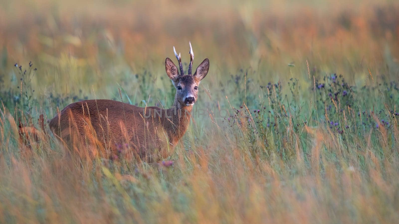 Roe deer, capreolus capreolus, watching on field in autumn morning nature. Brown mammal looking to the camera on meadow. Roebuck standing on grassland in fall.