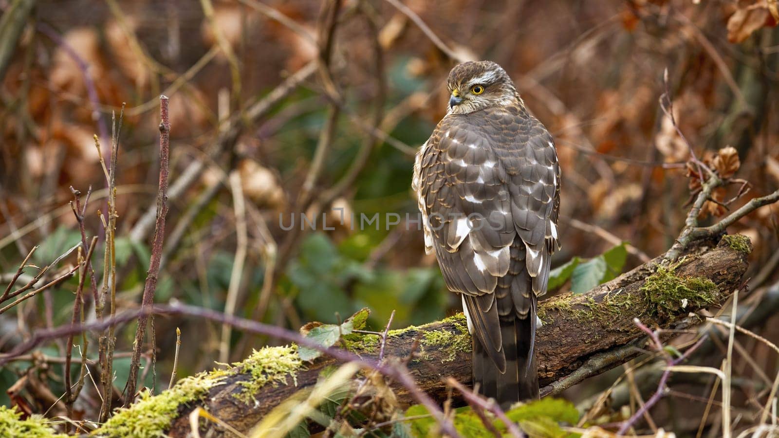 Shy eurasian sparrowhawk, accipiter nisus, sitting on branch and waiting for its prey. Animal wildlife in autumn forest. Bird with brown feathers and yellow eye looking back over shoulder.