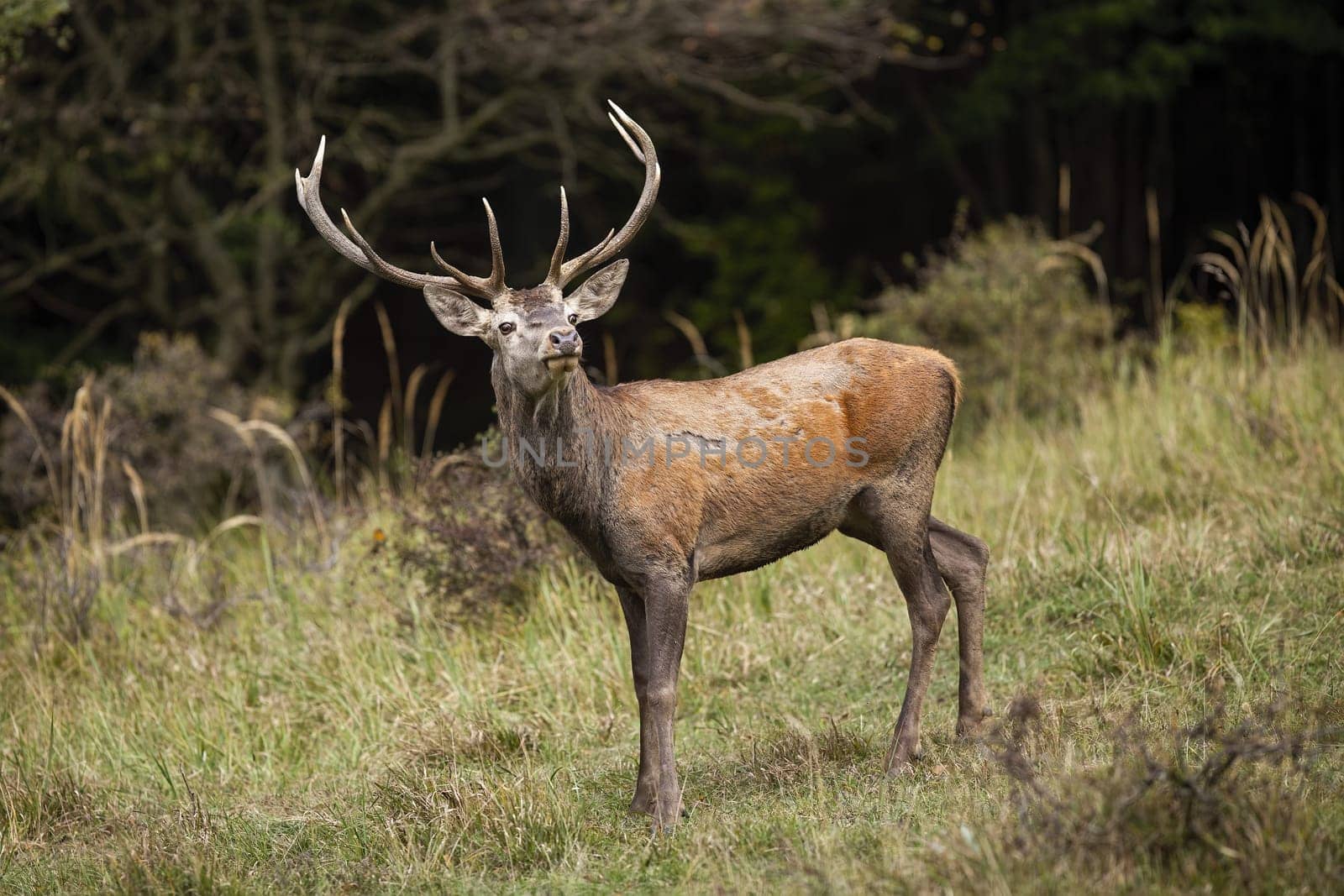 Red deer, cervus elaphus, sniffing on green glade in autumn nature. Brown stag standing on meadow in fall. Antlered mammal looking on field in natural habitat.