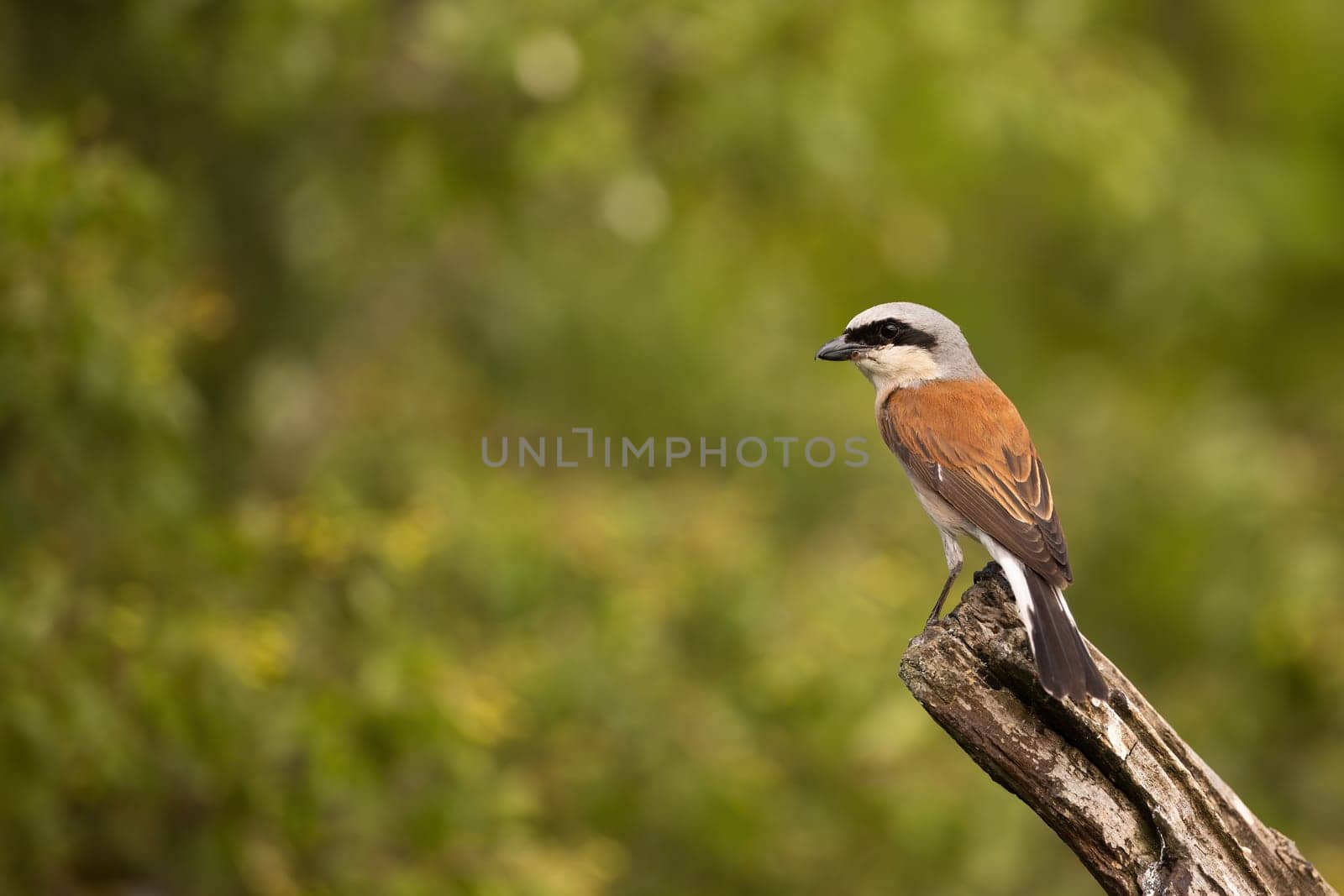 Red-backed shrike, lanius collurio, sitting on a branch in summer nature. Little bird with black strike over eye perching on a twig in forest with green leaves in background.