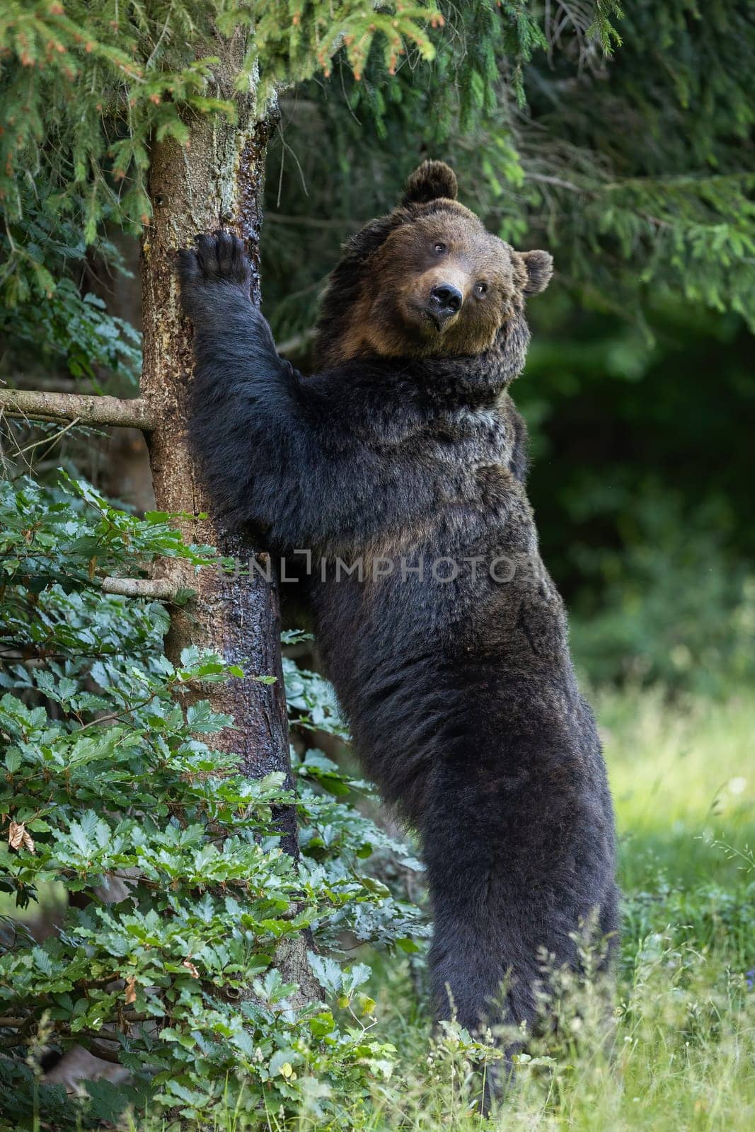 Wild brown bear, ursus arctos, scratching off tree bark in summer nature. . Vertical composition of a Carpathian mammal standing on two legs in summertime forest and marking with scent.