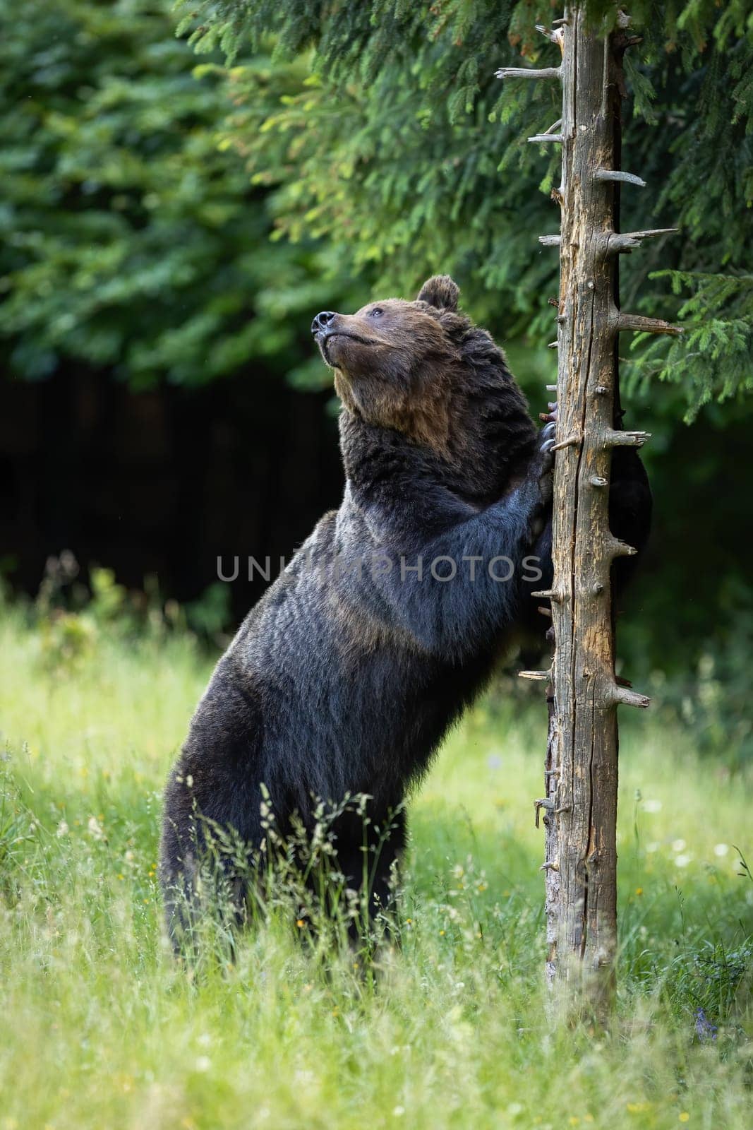 Massive brown bear, ursus arctos, male with dark fur scratching a dead tree to mark his territory. Large mammal standing on a rear legs and using claws to scratch a trunk. Natural animal behavior.