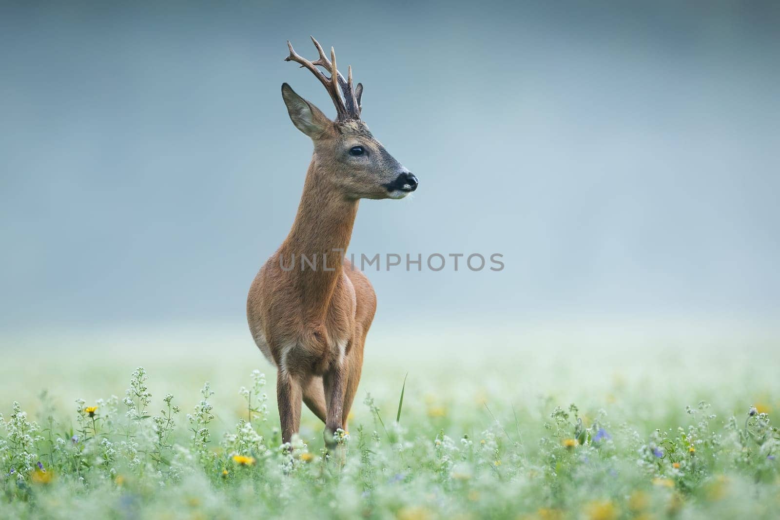 Roe deer, capreolus capreolus, approaching on wildflowers in morning mist. Roebuck looking on flowered meadow in fog. Antlered mammal observing on glade with copy space.