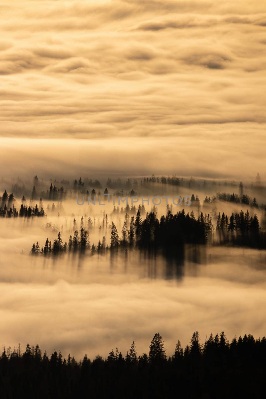 Autumn mountains covered with fog and clouds with trees peeking out and casting long shadows in morning light. Sun shining through a mist in nature scenery.