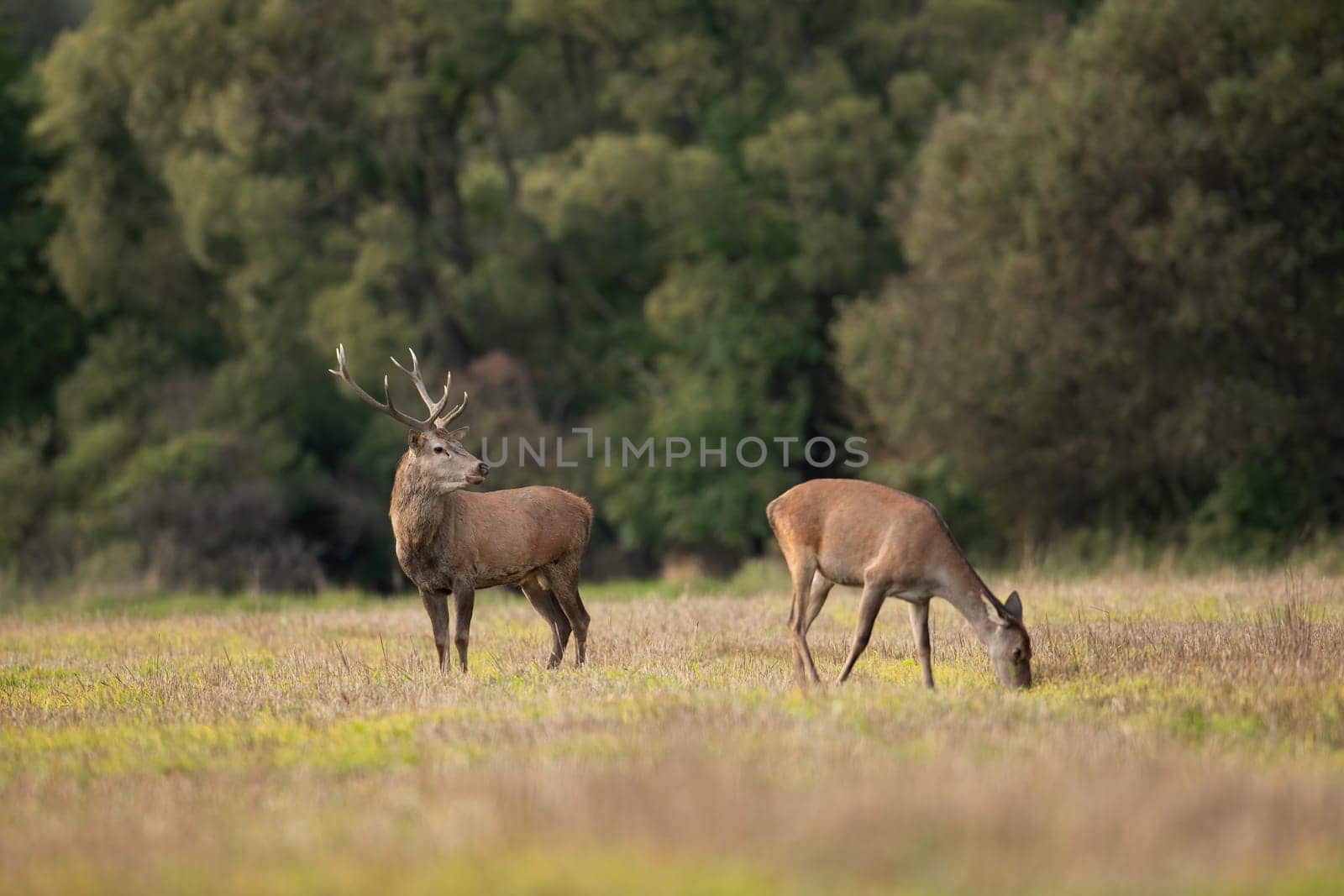 Two red deer, cervus elaphus, grazing on dry meadow in autumn nature. Stag guarding hind on field in fall. Male protecting female on glade in natural habitat.