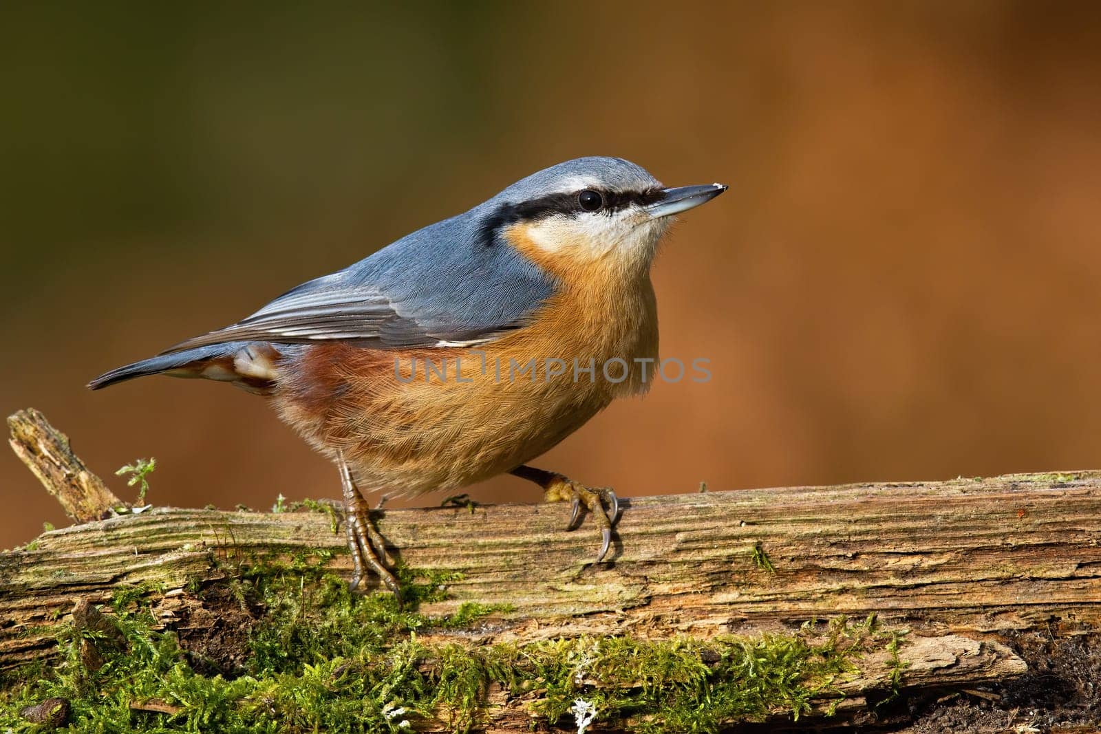 Eurasian nuthatch, sitta europaea, sitting on old tree in autumn nature. Colorful bird resting on mossed wood. Orange and blue animal with beak observing in forest.