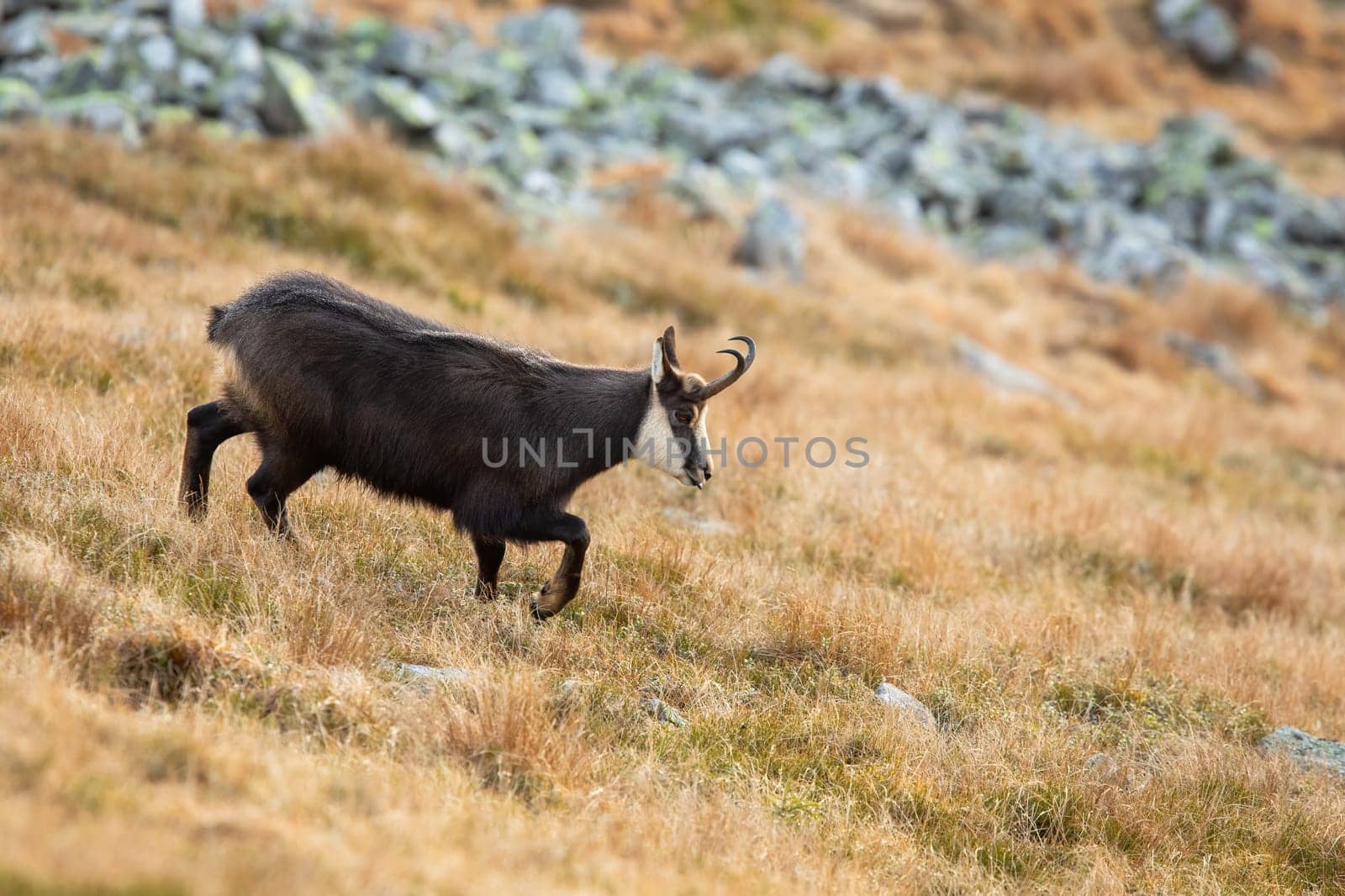 Tatra chamois, rupicapra rupicapra tatrica, walking down on mountains in autumn. Wild goat moving on dry grass in fall. Brown horned mammal going on mountainside.