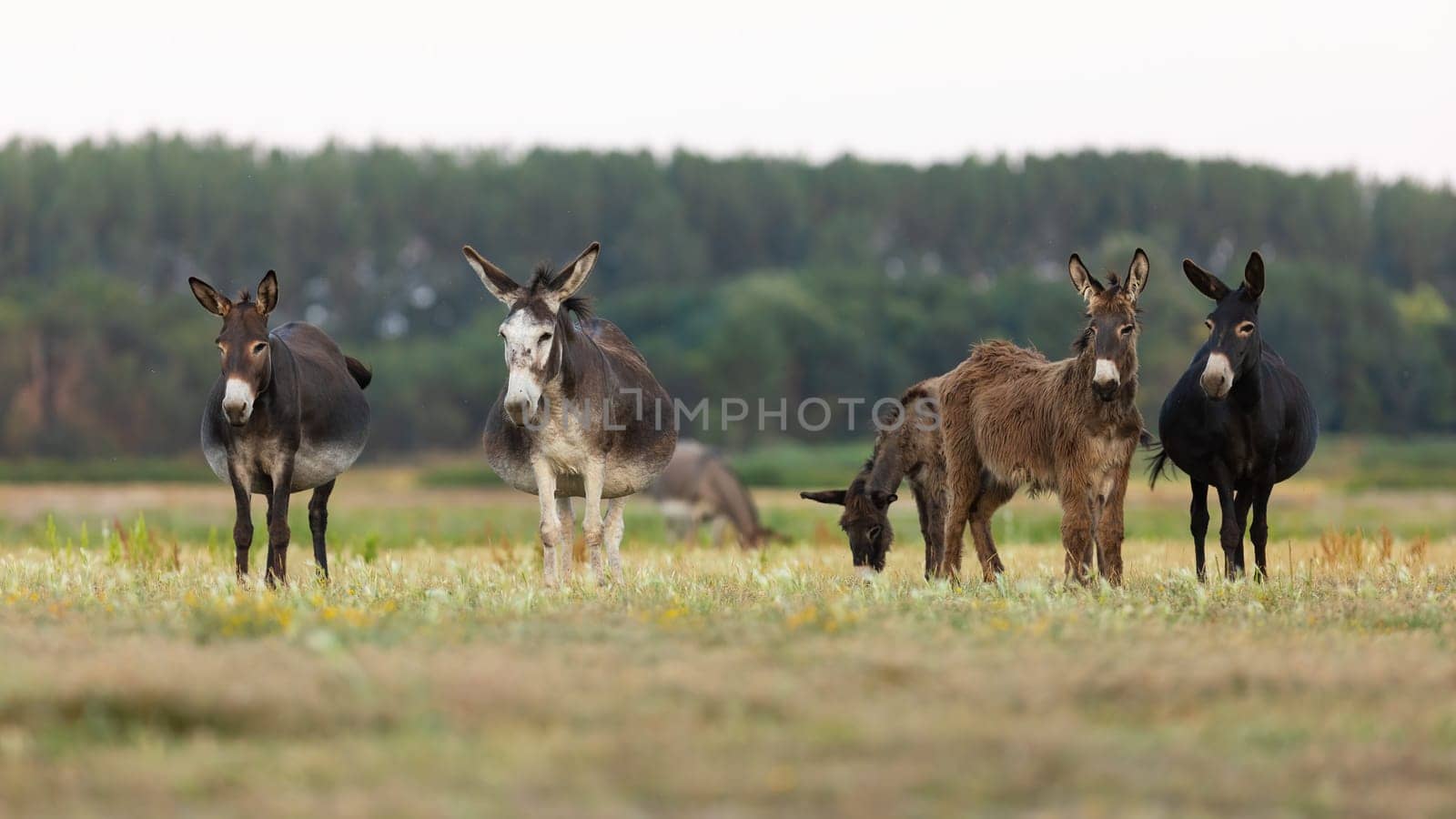Group of donkey on meadow with wildflowers in national park in Hungary during summer season. Herbivorous farm animals feeding with plants in countryside.