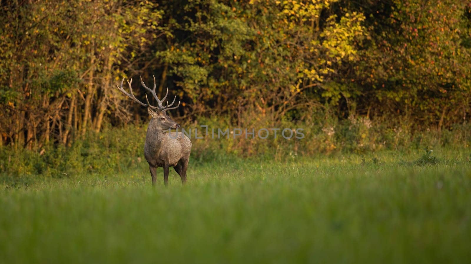 Red deer, cervus elaphus, standing on green glade in autumn sunset. Stag observing on meadow in fall evening sun. Brown mammal looking on field with copy space.