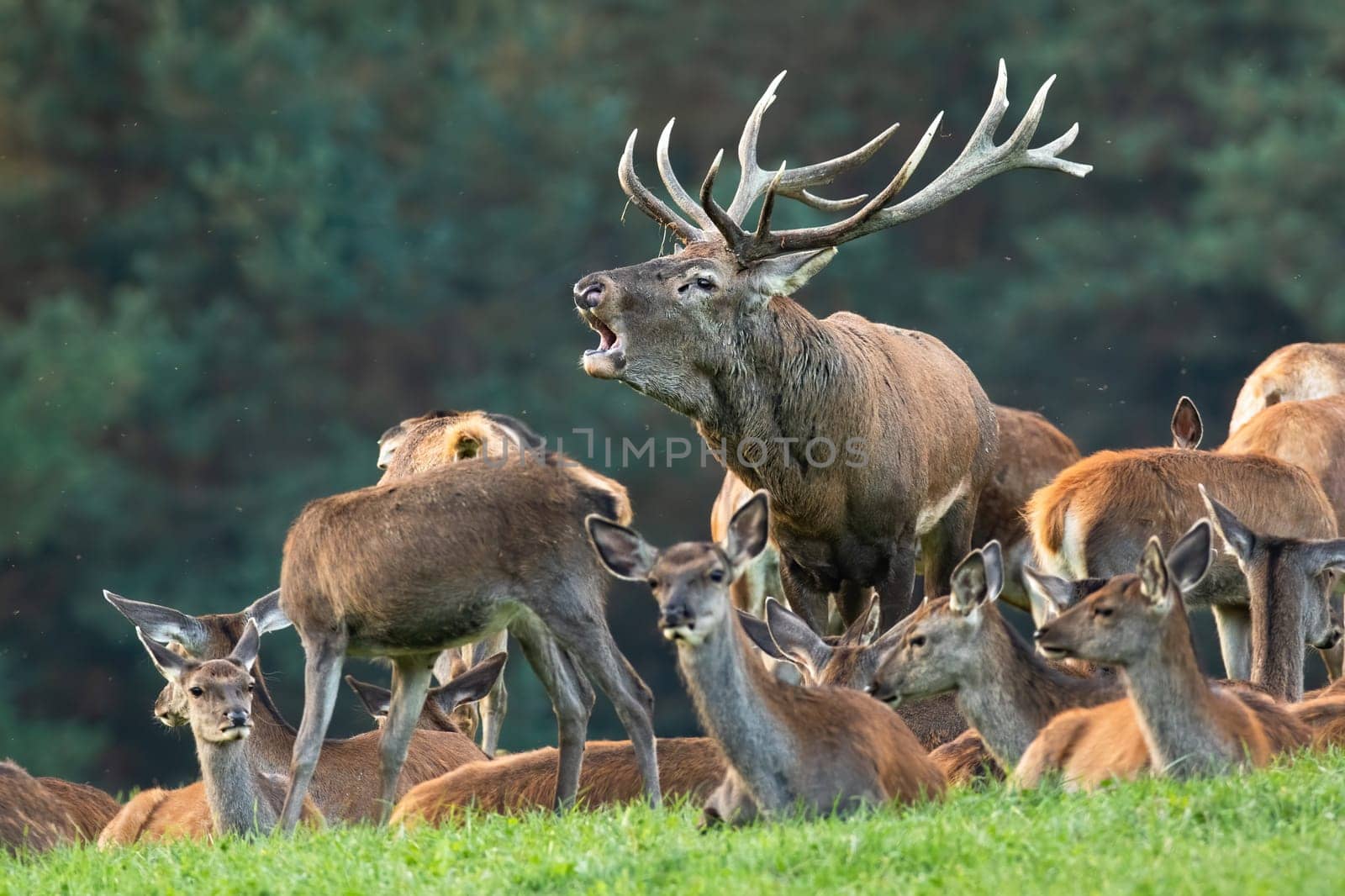 Red deer, cervus elaphus, roaring on grassland with resting females in autumn. Group of animals lying on meadow in fall. Stag challenging on pasture from side.