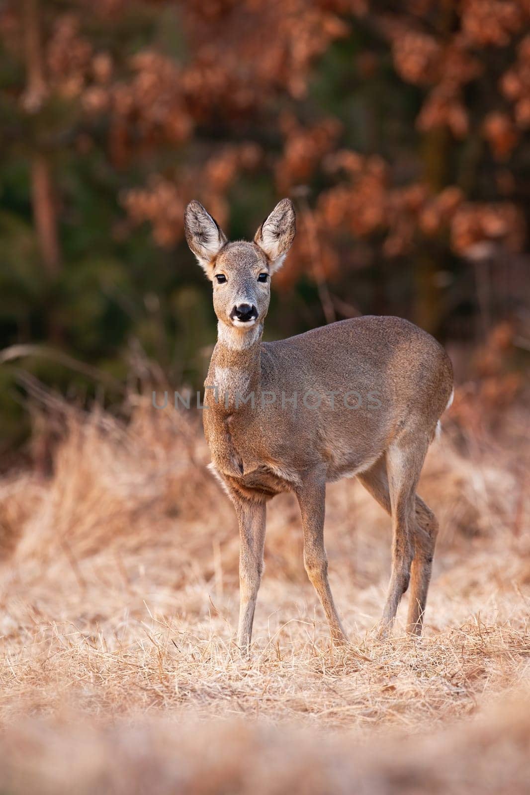 Roe deer, capreolus capreolus, female looking to the camera on dry field. Doe staring on meadow in autumn nature. Brown mammal watching on glade in fall.
