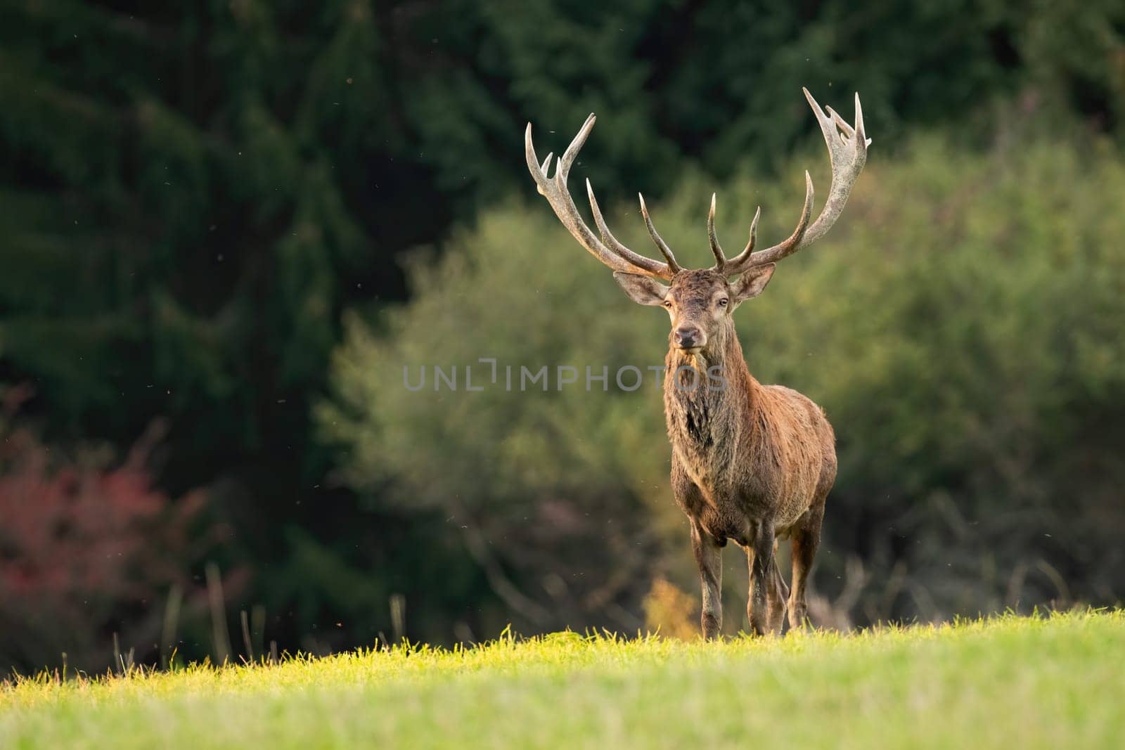Majestic red deer, cervus elaphus, standing on grassland in autumn sunlight. Stag with massive antlers looking on meadow with copy space. Brown mammal watching on green field.