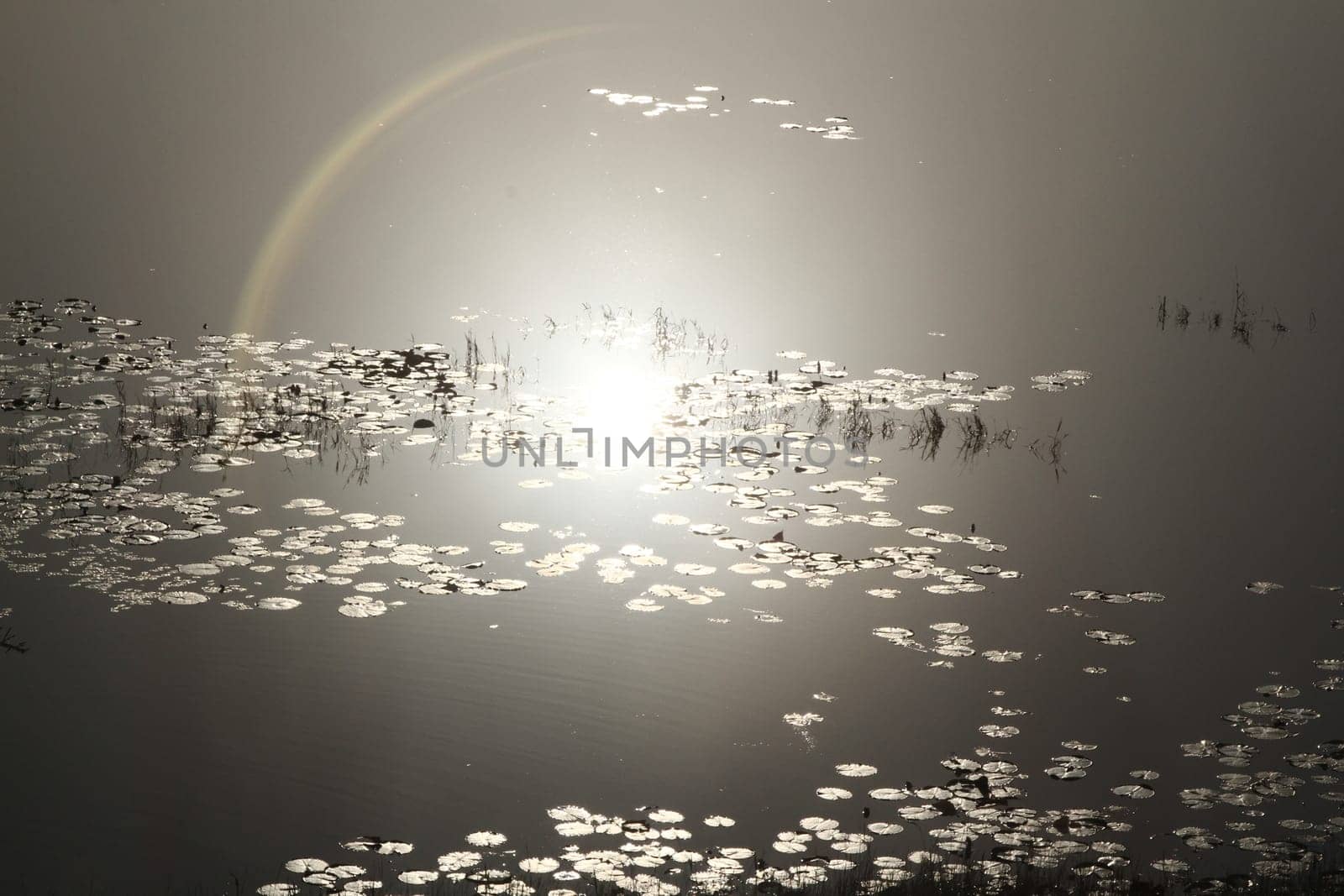 Reflection of moon on water with growing plants