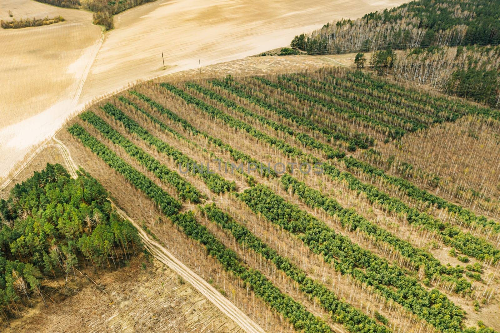 Young Mixed Forest In A Planted Forest Belt. Aerial View Of Forest Strips Landscape In Early Spring Sunny Day. Drone View. Bird's Eye View.