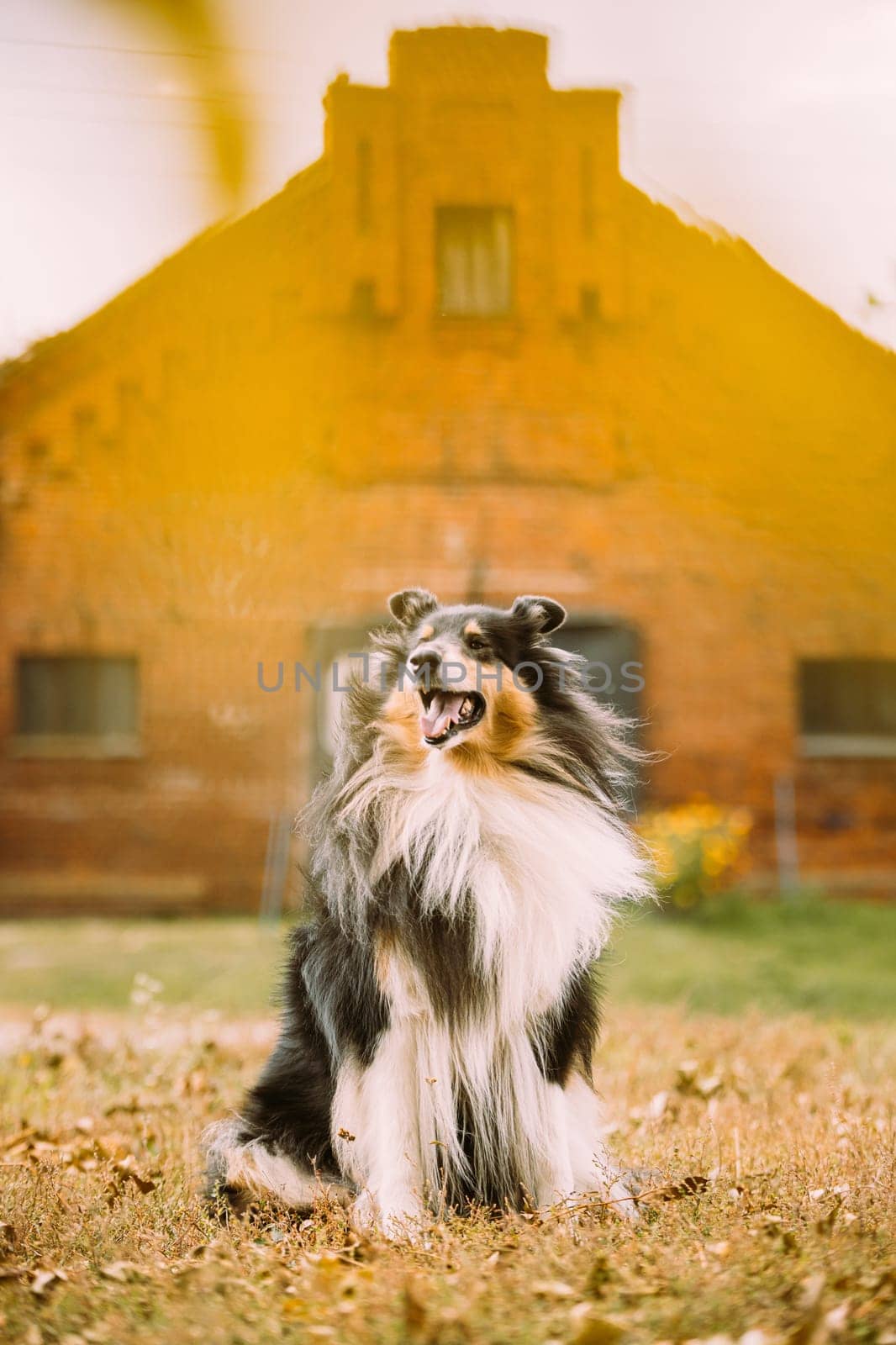 Tricolor Rough Collie, Funny Scottish Collie, Long-haired Collie, English Collie, Lassie Dog Posing Outdoors Near Old House.