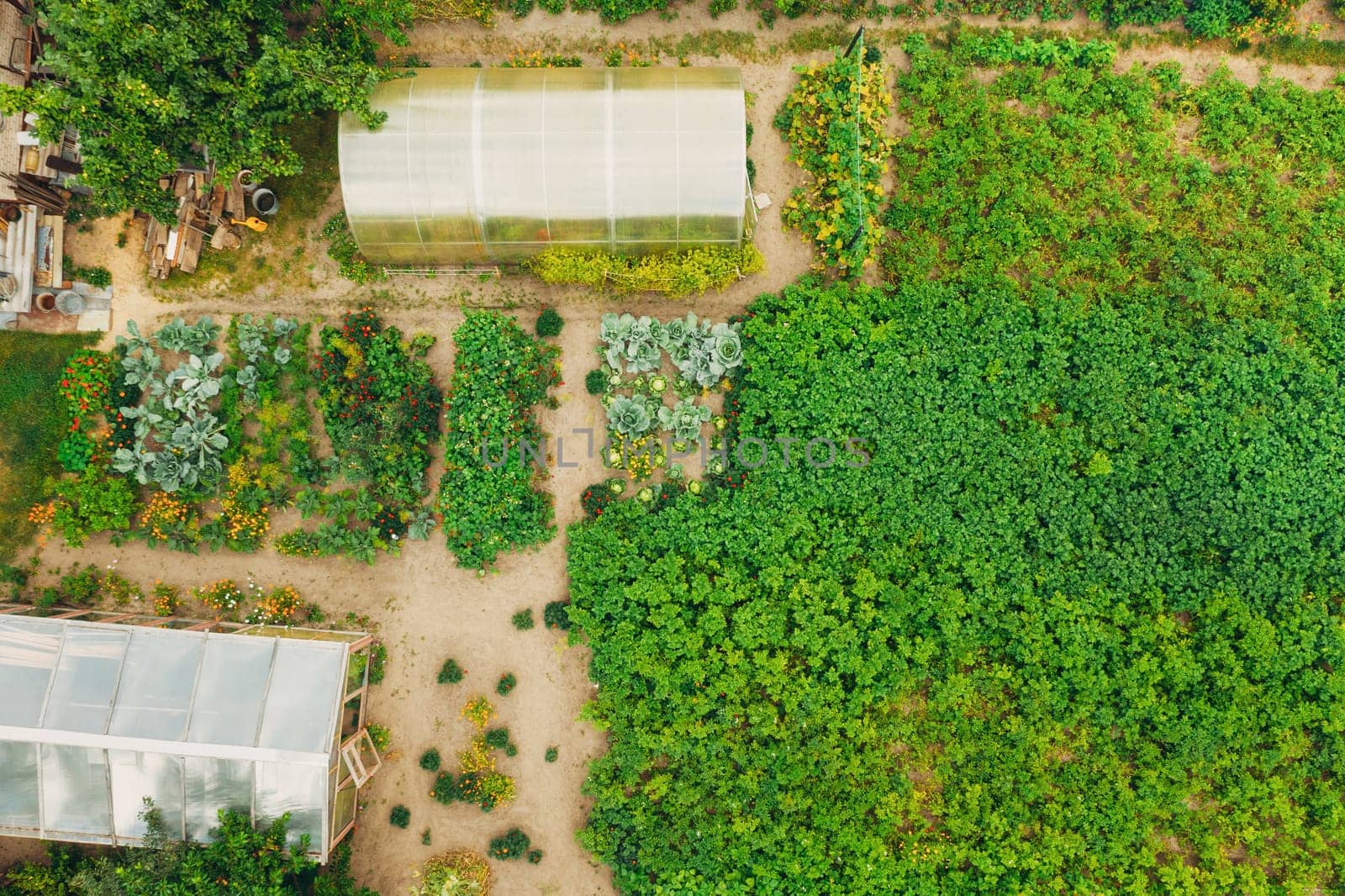 Aerial View Of Vegetable Garden. Potato Plantation And Greenhouse At Summer Evening. Village Garden Beds. Top Flat View.