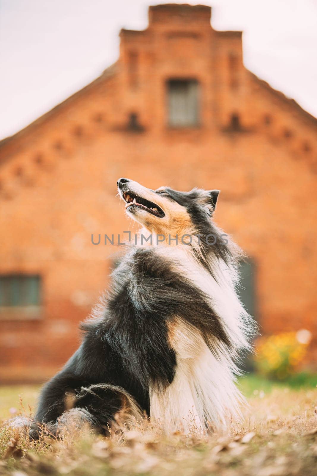 Tricolor Rough Collie, Funny Scottish Collie, Long-haired Collie, English Collie, Lassie Dog Posing Outdoors Near Old House.