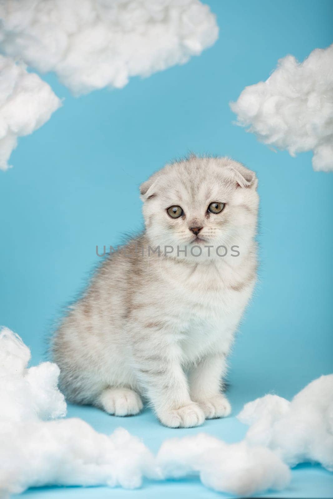 Portrait of a cat breed Scottish silver fold with large beautiful eyes on a blue background. Sky background with many white fluffy clouds.