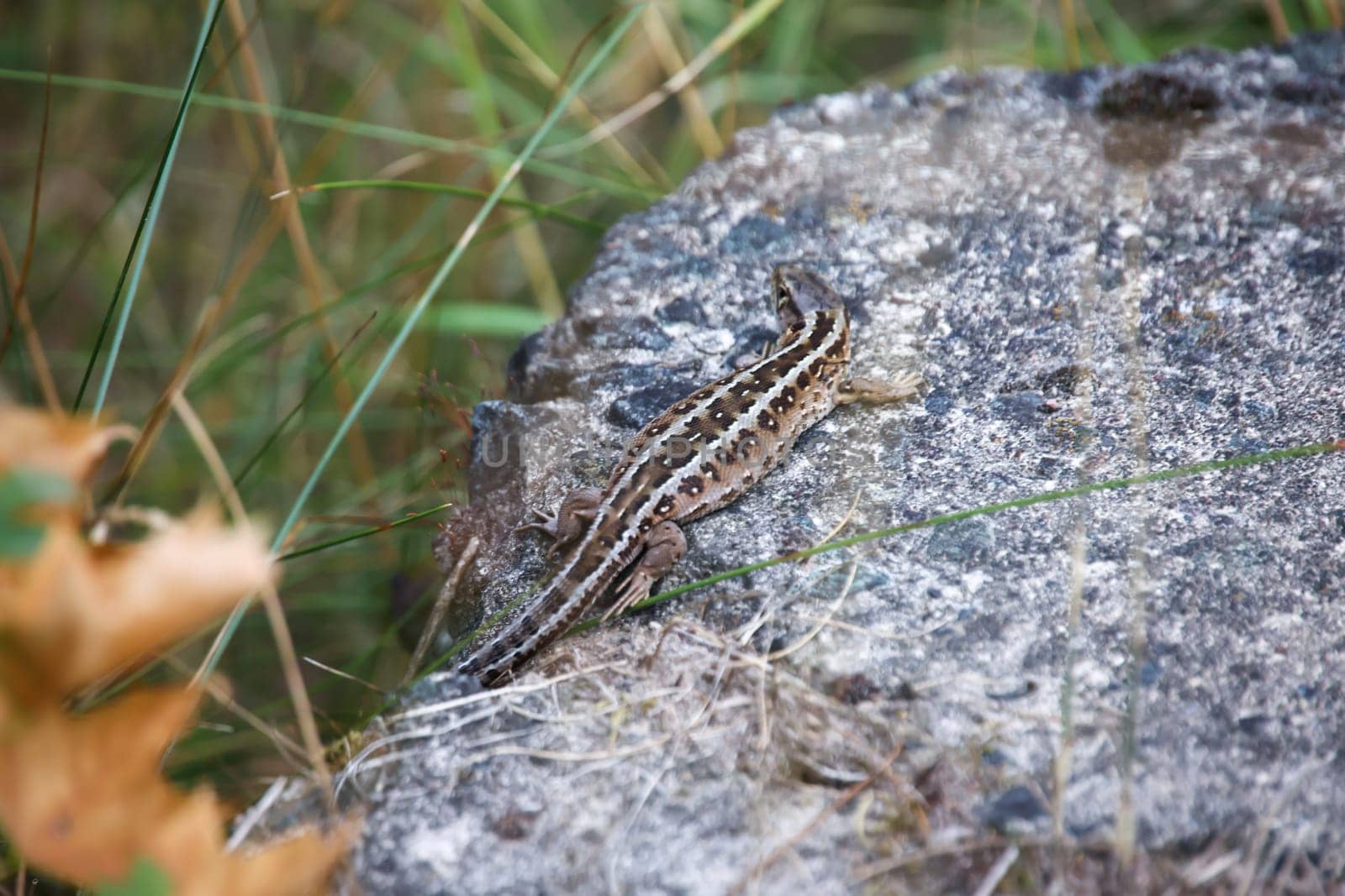 Close-up of a fence lizard sunbathing on a stone.