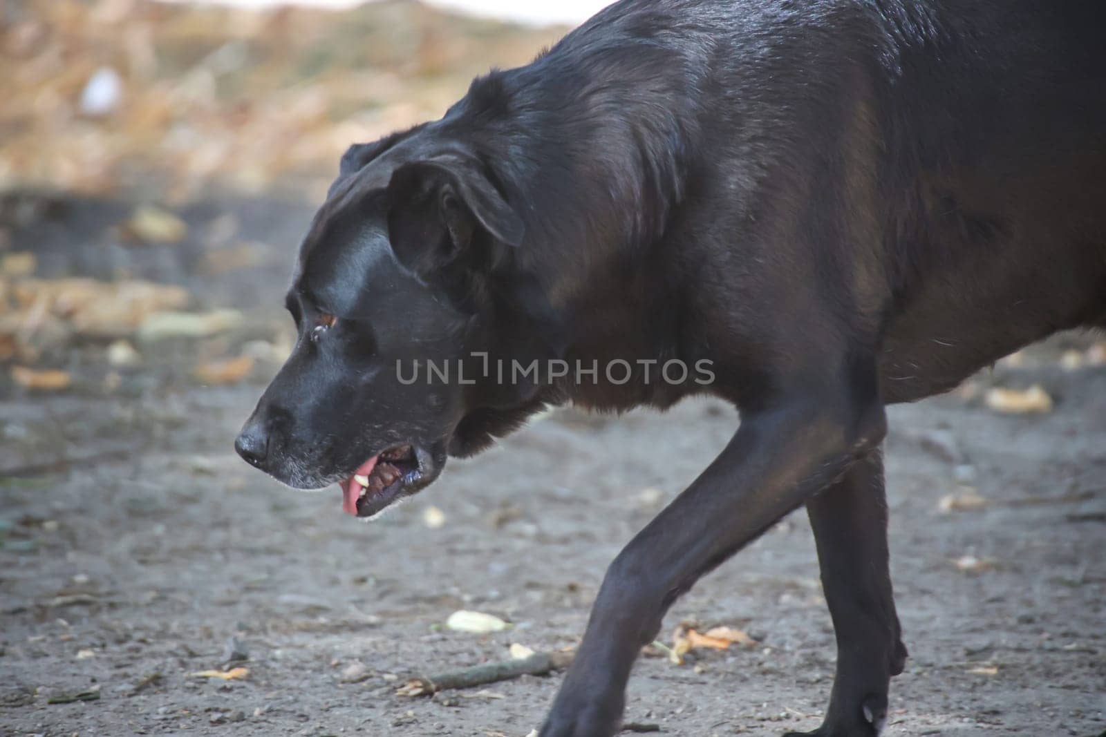 Portrait of a big black dog.
