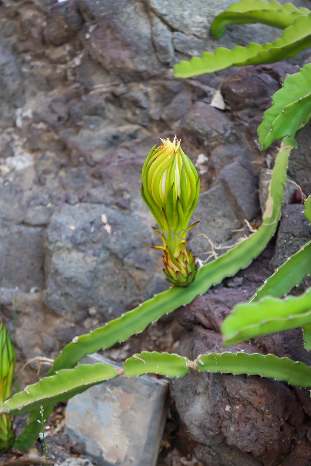 The flower, bud of the dragon fruit, cactus of the dragon fruit.