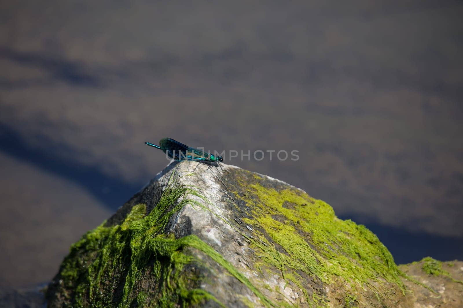 A blue banded damselfly on a rock by the water.