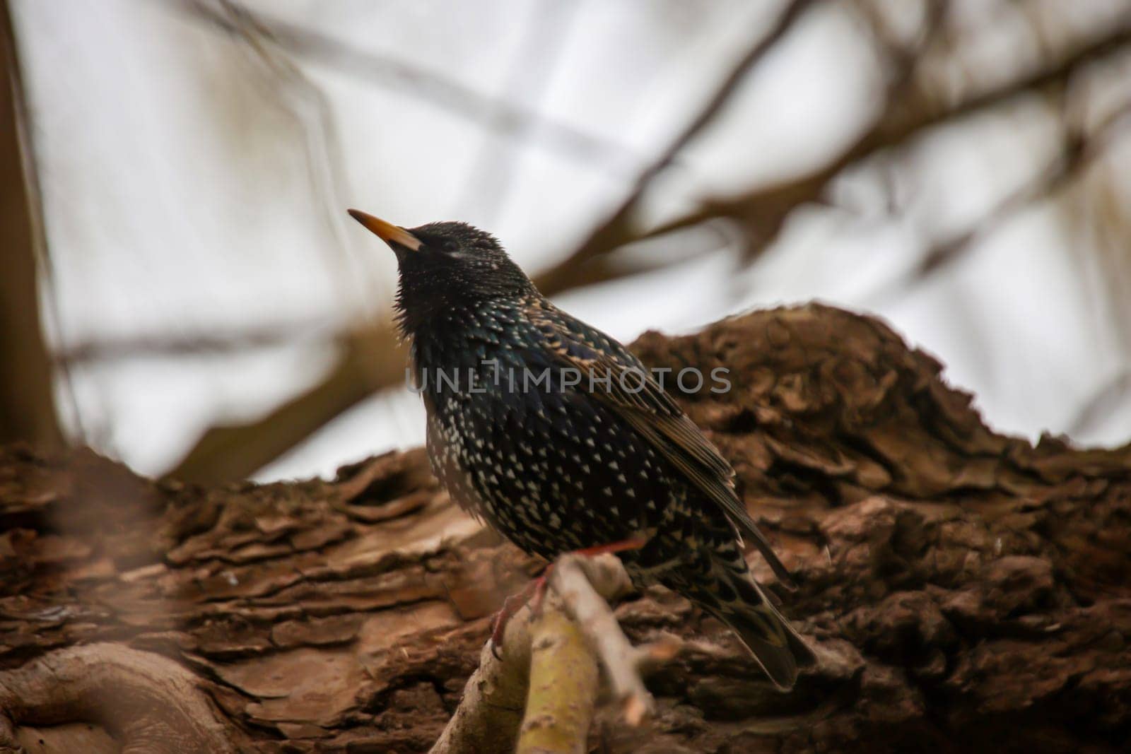 A starling sits on a branch near the nest.