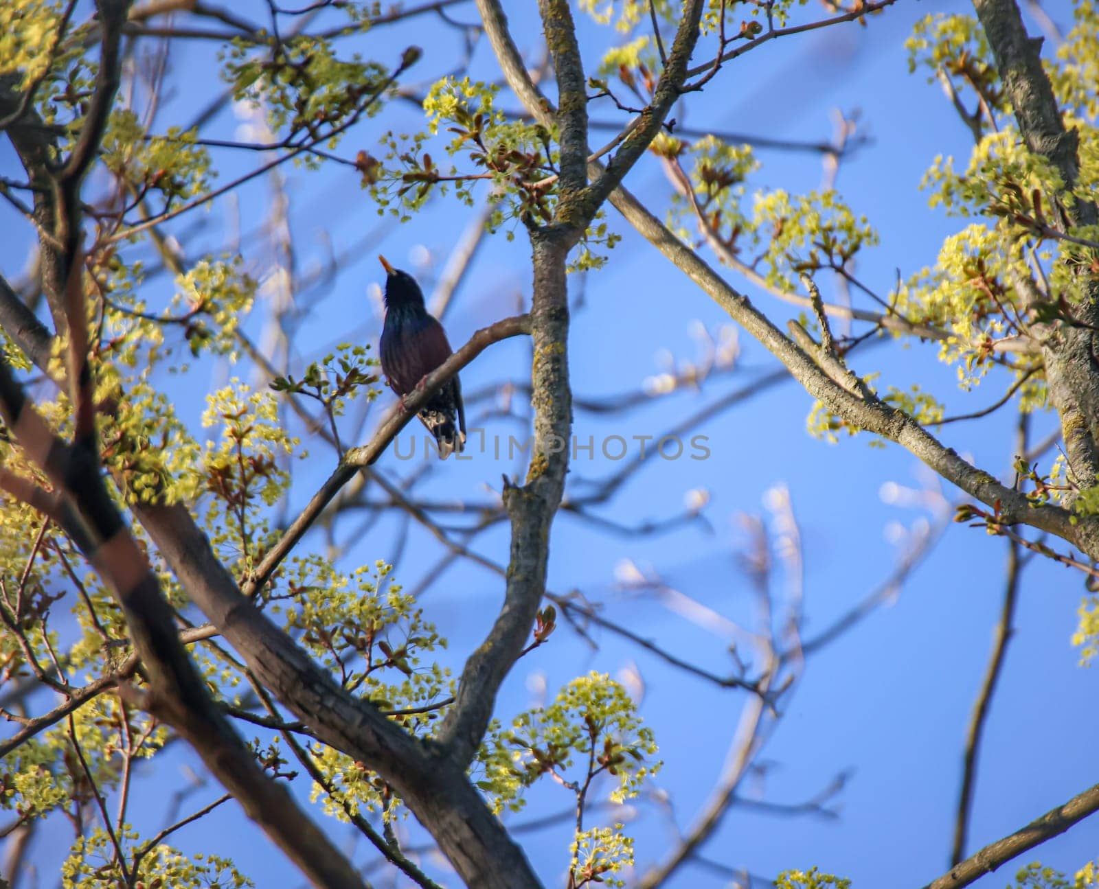 A starling sits on a branch near the nest.
