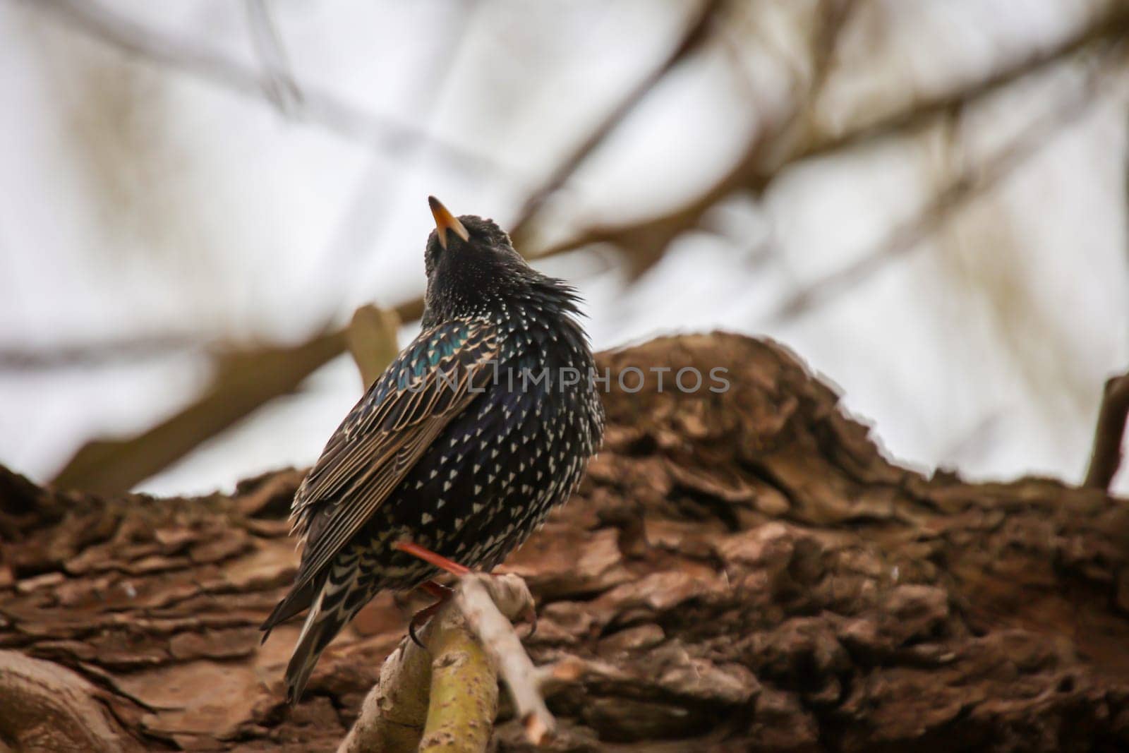 A starling sits on a branch near the nest.