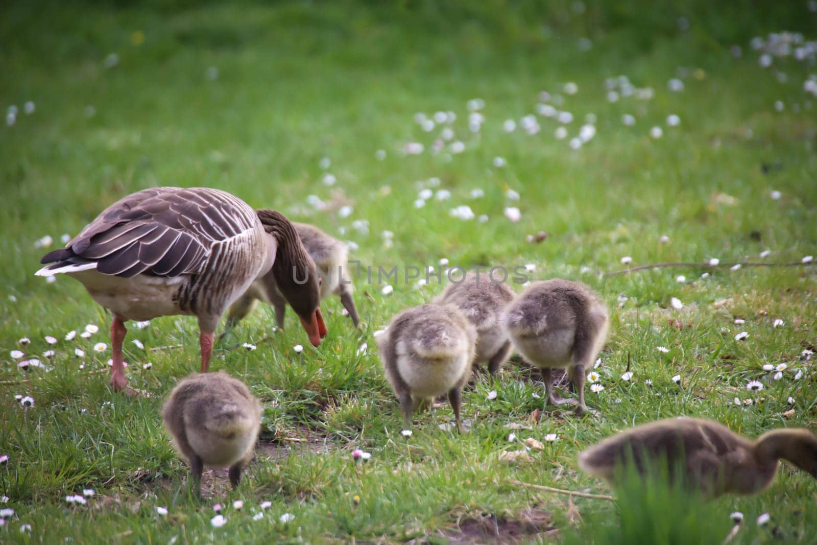 A family of gray geese feeding in a meadow.