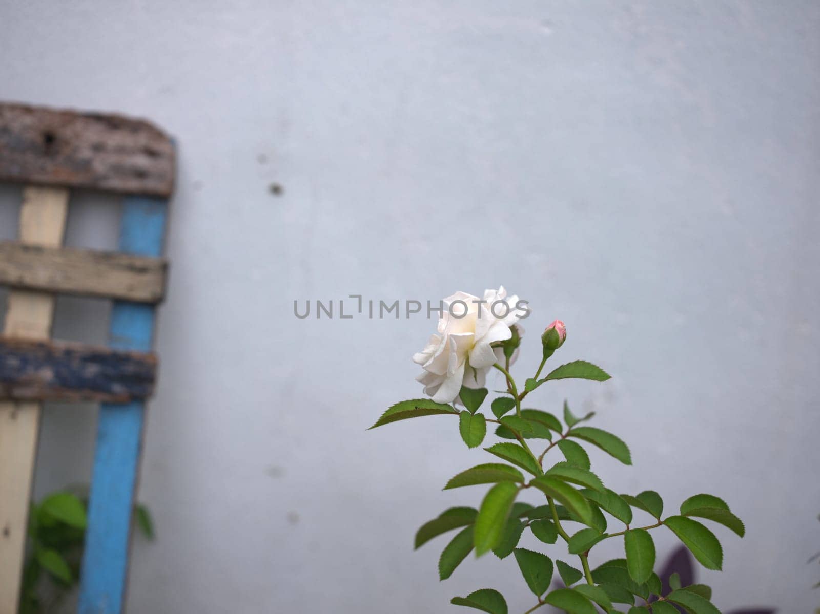 Beautiful white rose in garden background . Concept love . Space for text
