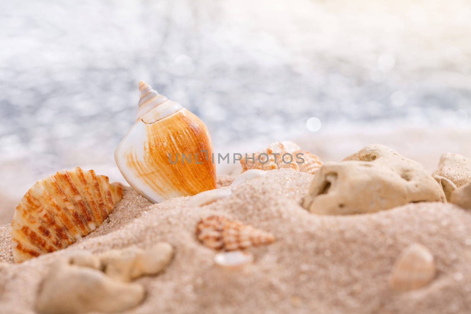 Sea shells on a tropical seashore lying on golden sand under the hot summer sun. Place for text. Blurred sea in the background.