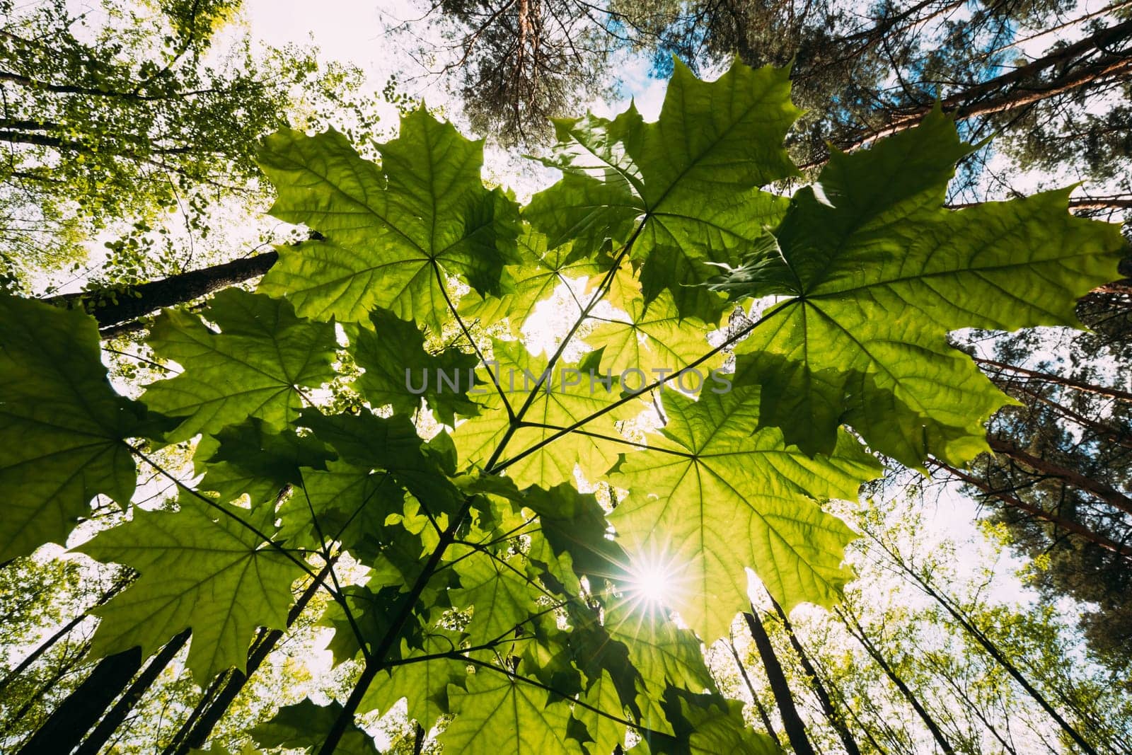Bottom View Of Sunshine Through Spring Green Maples Foliage. Sun Sunrays Shine Through Fresh Vegetation And Maple Branches Leaves. Summer Sunny Day. Wide Angle.