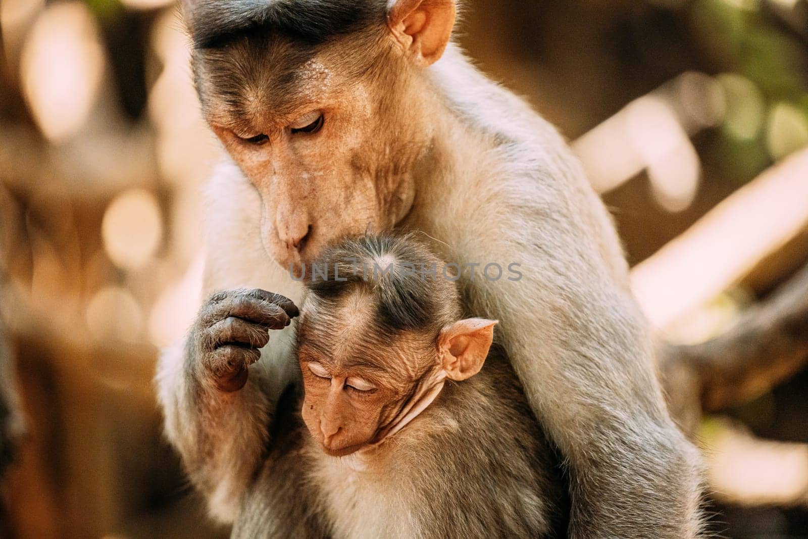 Goa, India. Bonnet Macaque - Macaca Radiata Or Zati Is Looking For Fleas On Its Cub. Close Up. Monkey.