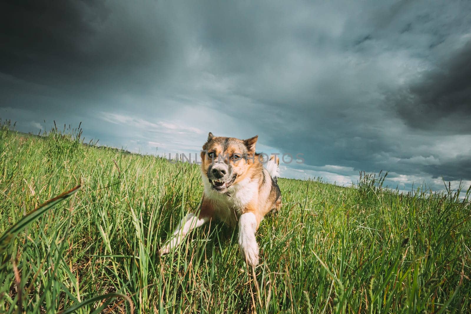Angry Aggressive Mad Dog Running Outdoors In Green Meadow On Camera.