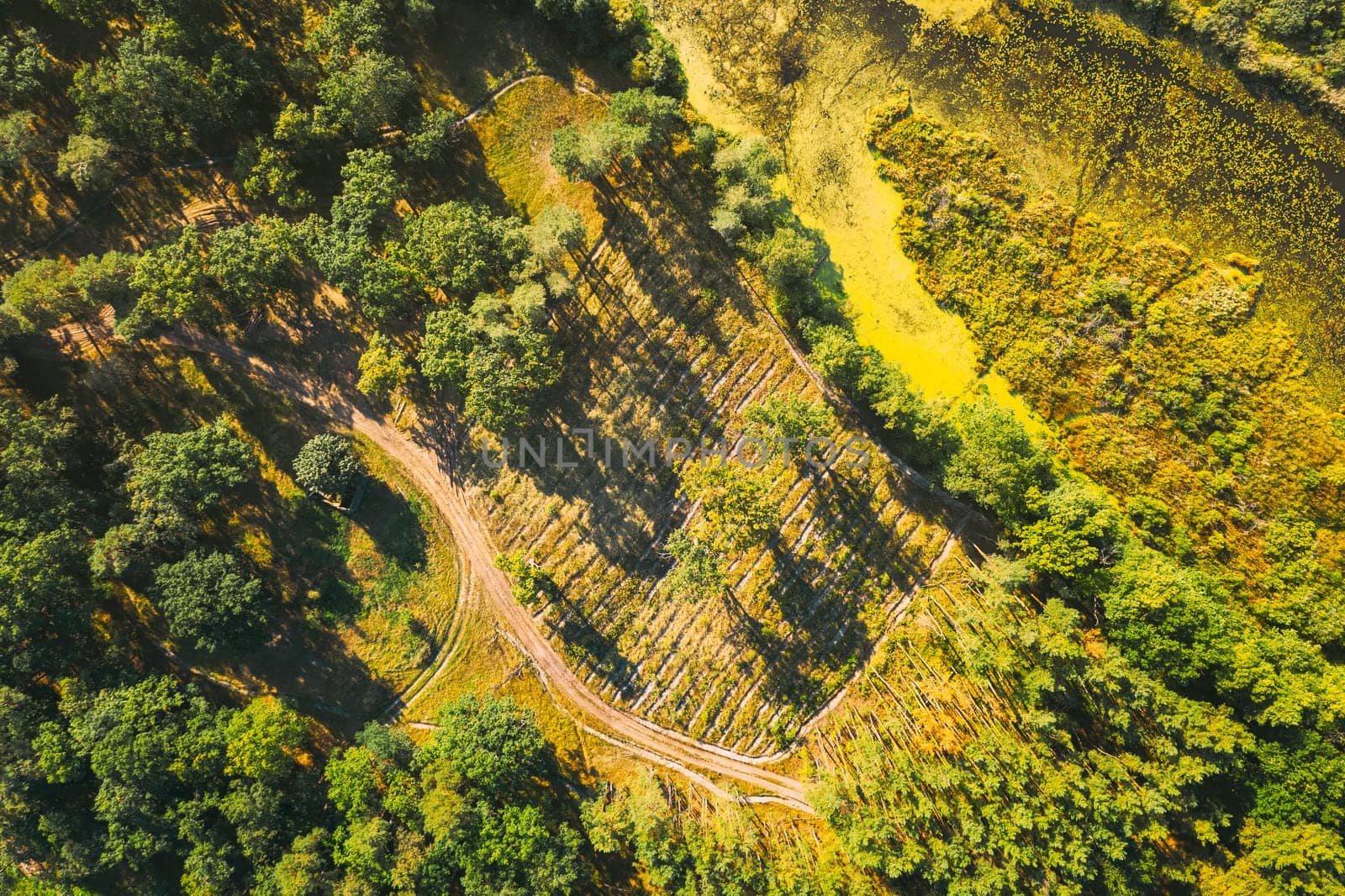 Aerial View Green Forest Deforestation Area Landscape. Top View Of New Growing Forest. European Nature From High Attitude In Summer Season. Drone View. Bird's Eye View.