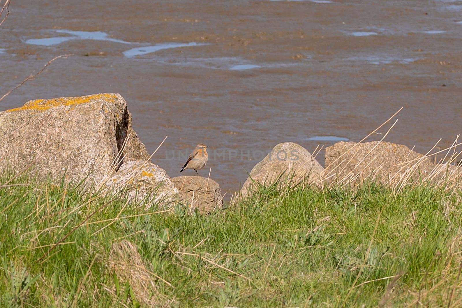 sedge warbler am Riverbank