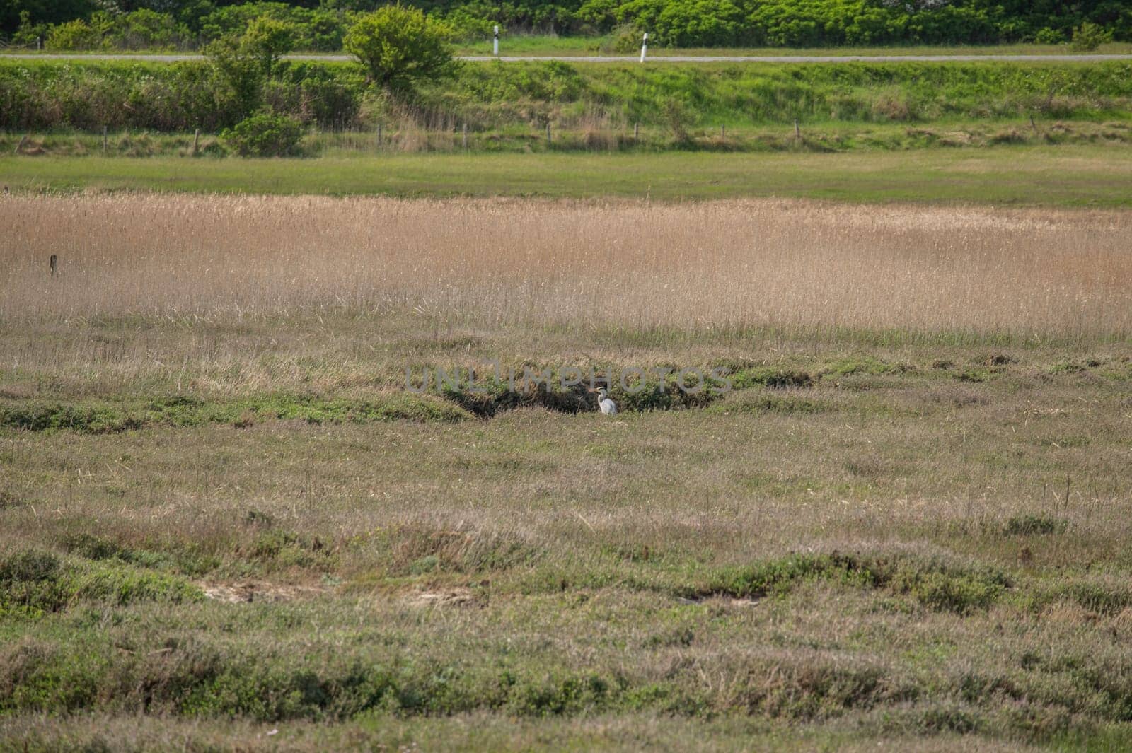 Heronsgray in the wet meadows