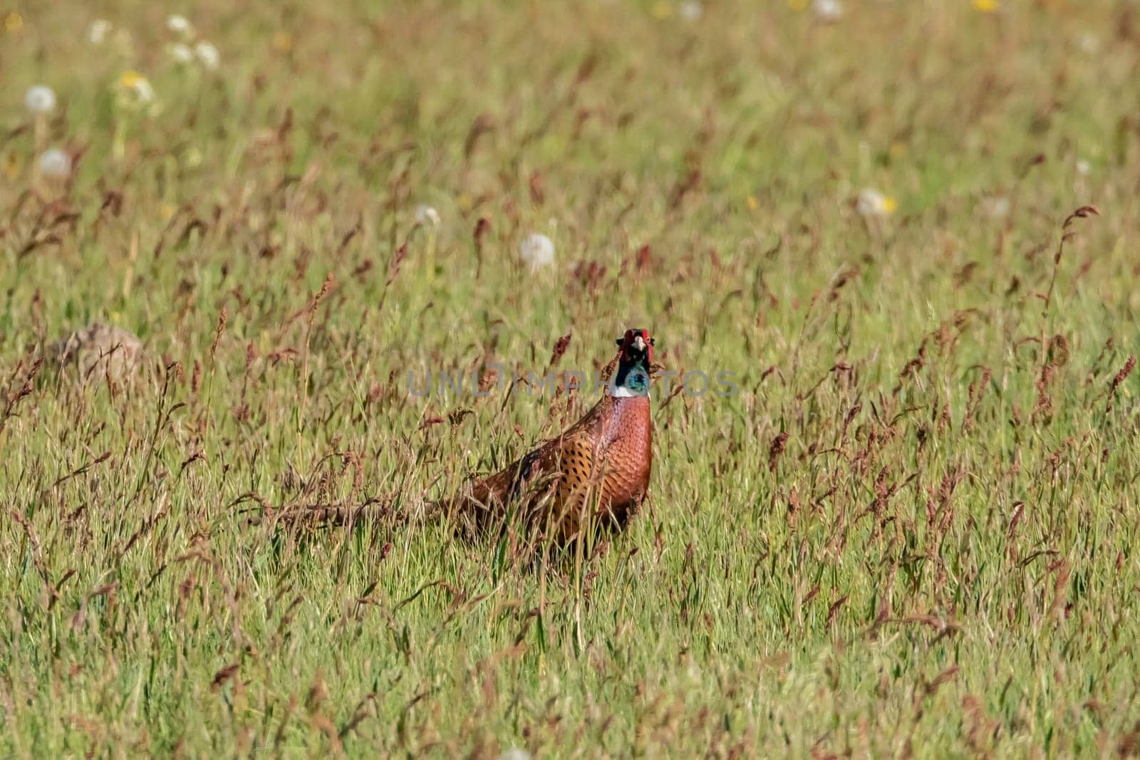 Pheasant in a wildflower meadow