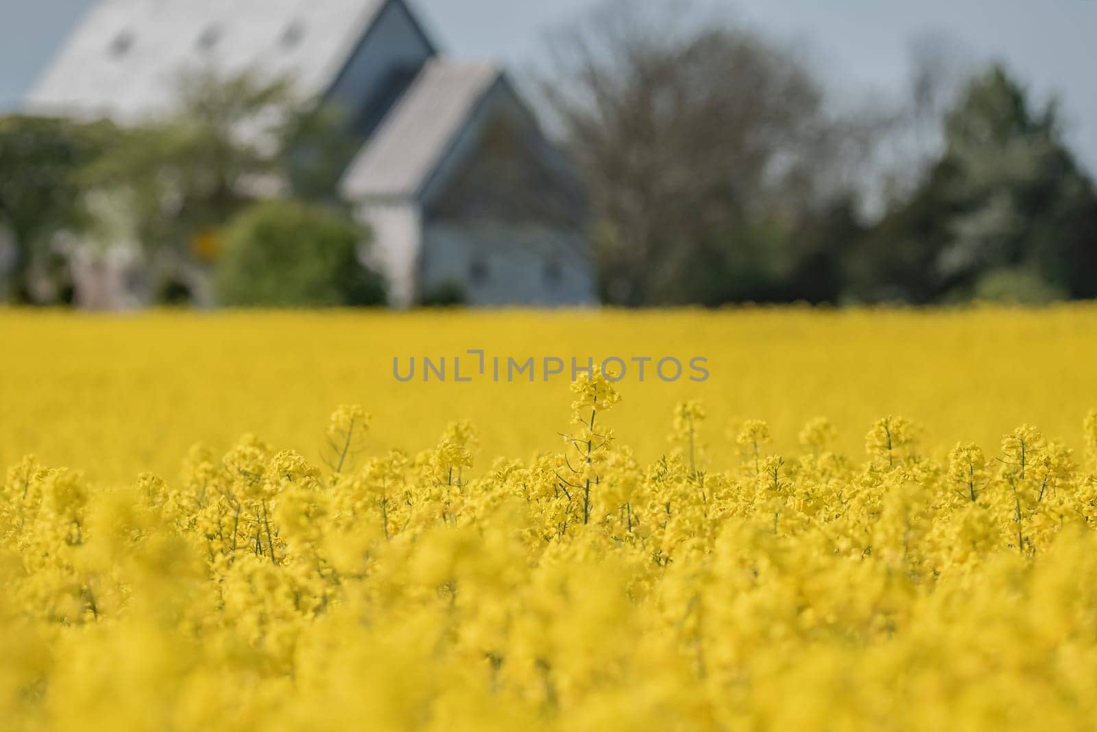 Rape field in Schleswig Holstein