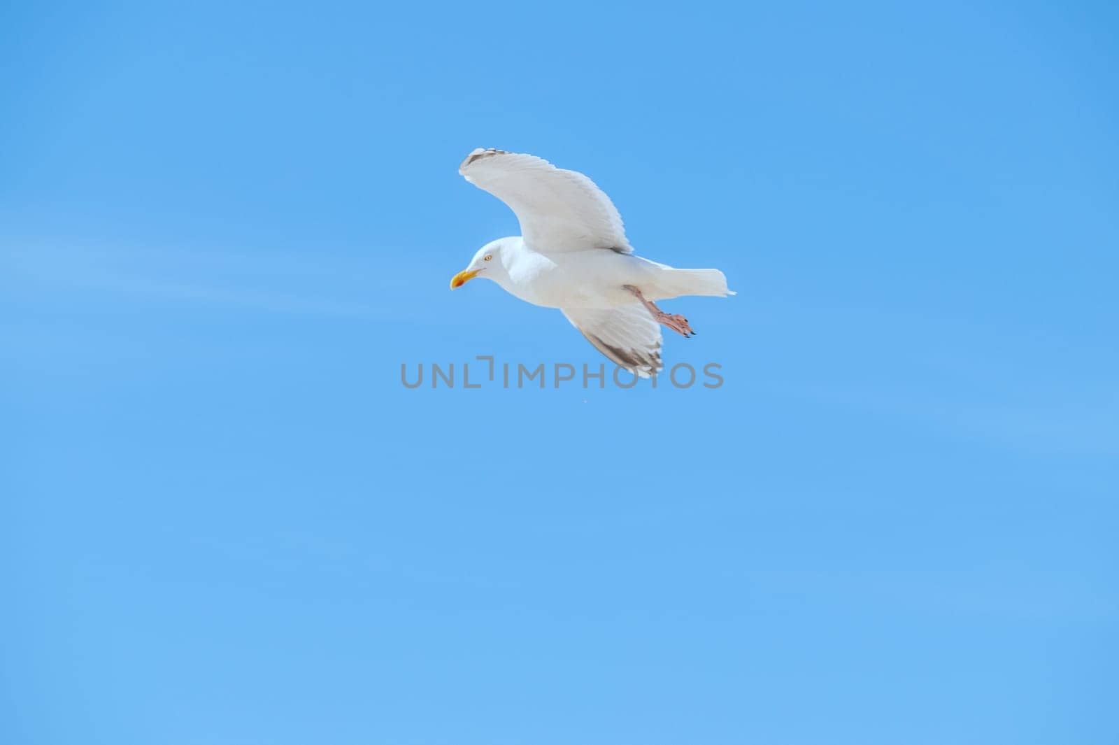 Herring Gull in flight