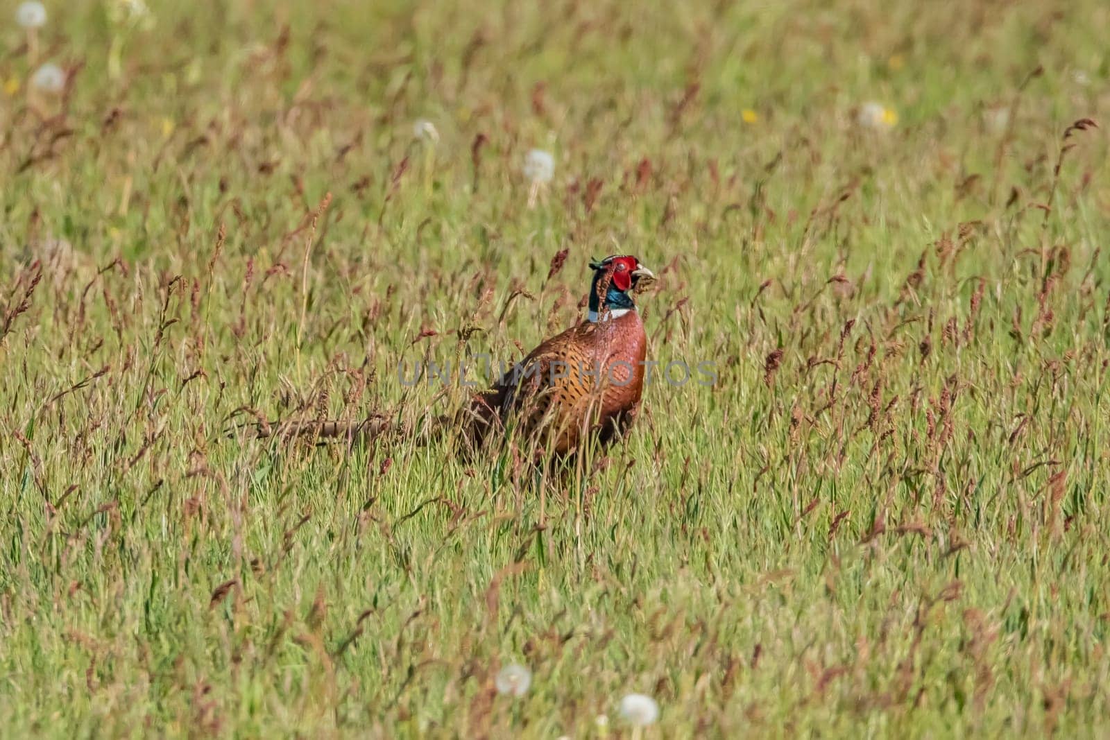 Pheasant in a wildflower meadow